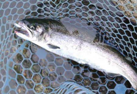 雨のフィッシングパーク高島の泉